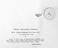 Puccinia glumarum image